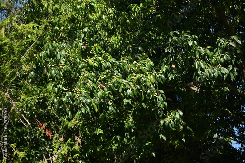 Acorns of Quercus myrsinaefolia. Fagaceae evergreen tree. © tamu