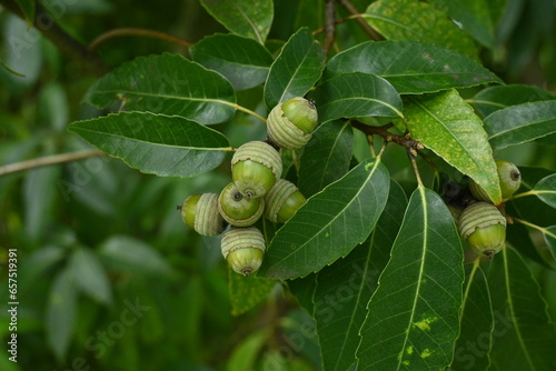 Acorns of Quercus myrsinaefolia. Fagaceae evergreen tree. photo