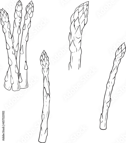 Outlined asparagus sprouts. Sparrow grass, detailed sketch in retro style. Sparrowgrass stalks. Hand-drawn vector illustration isolated on white background. line vector set 