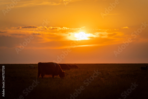 Vache en contre jour au coucher du soleil dans le nord de l'Allemagne photo
