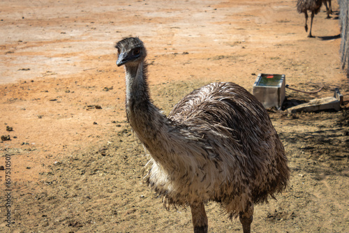Full body photo of a emu with his long neck. His feathers falling prefect on each side of his body.