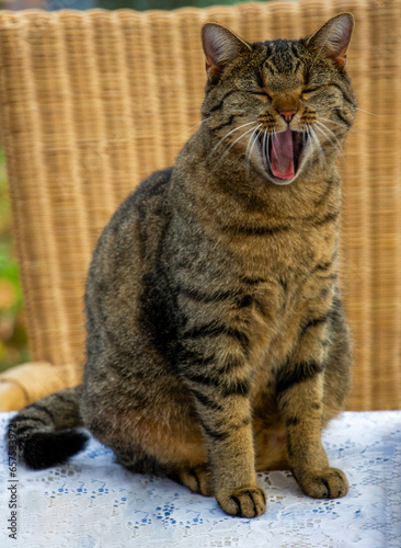 Sitzende und gähnende Katze mit weit geöffnetem Maul