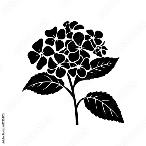 Hydrangea flower, black and white flower hydrangea isolated, handdrawn floral elements for design.