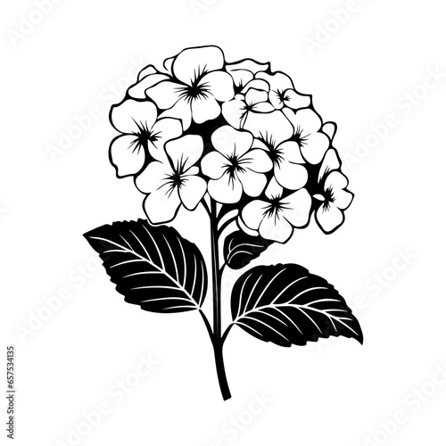 Hydrangea flower, black and white flower hydrangea isolated, handdrawn floral elements for design.