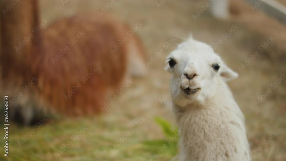 White llama with a tag in his ear chewing hay and looking at the camera.
