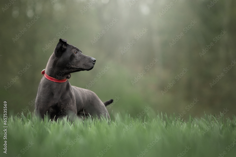 beautiful dog portrait in the green fog grass field beautiful dog portrait in the green fog grass field
