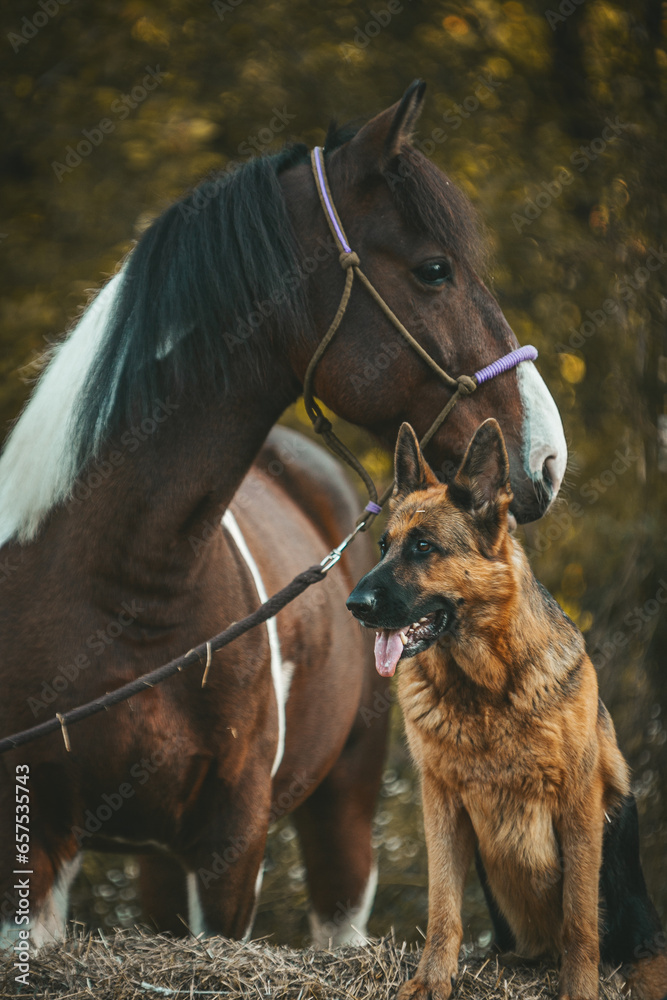 Obraz premium Horse and shepherd in the autumn forest