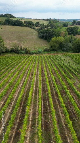 Aerial view of a vineyard in Tuscany, Italy