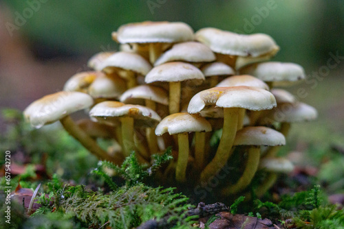 Pilze im Wald mit Ruhigem Hintergrund