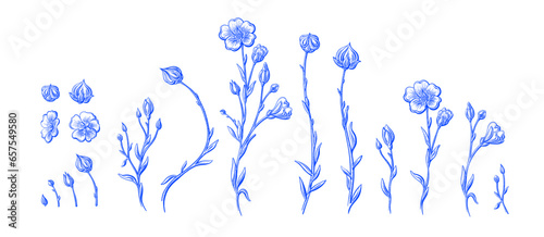 Flax plant and flower. Linen seeds. Botanical set