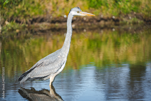 great blue heron in the water