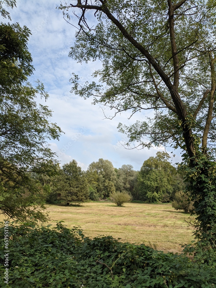 Obraz premium Forest