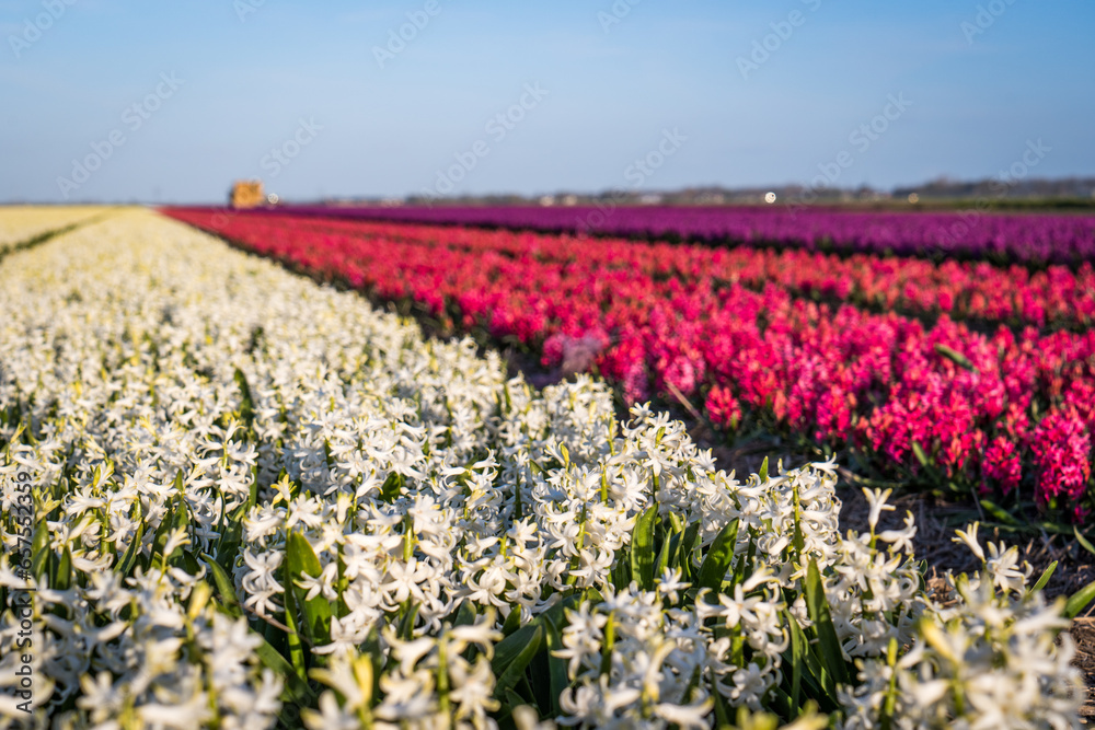 field of white and red hyacinths in the netherlands