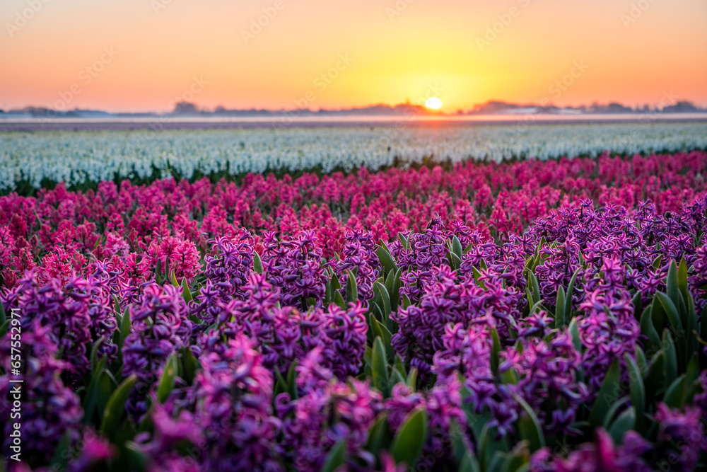field of red and purple hyacinths in holland