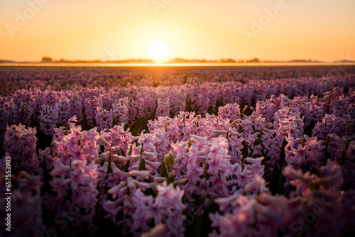 sunset over pink hyacinth field in the netherlands
