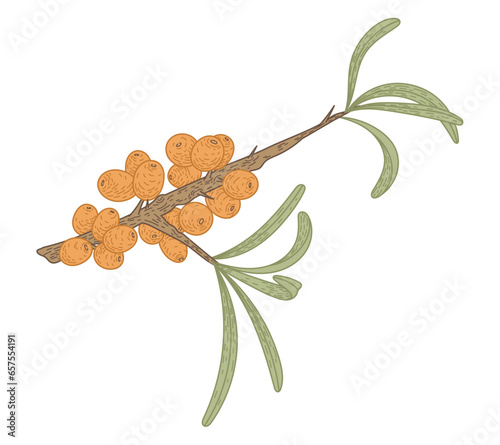 Isolated sea buckthorn branch with leaves and berries. Natural green plant, vector flat illustration.
