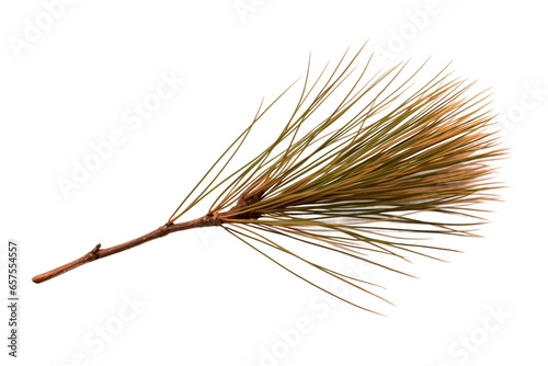 Realistic Ponderosa Pine Needle Isolated on Transparent Background photo