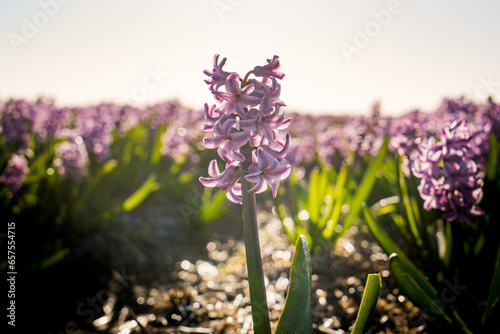 close up shot of purple hyacinth flower in a field in holland 