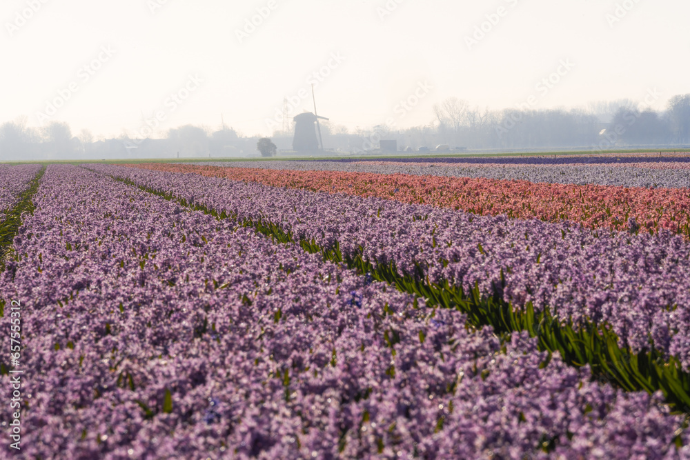 hyacinth field in rural area in holland at sunrise