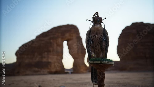 Majestic Falcon Near Saudi Arabia Arch - dusk photo