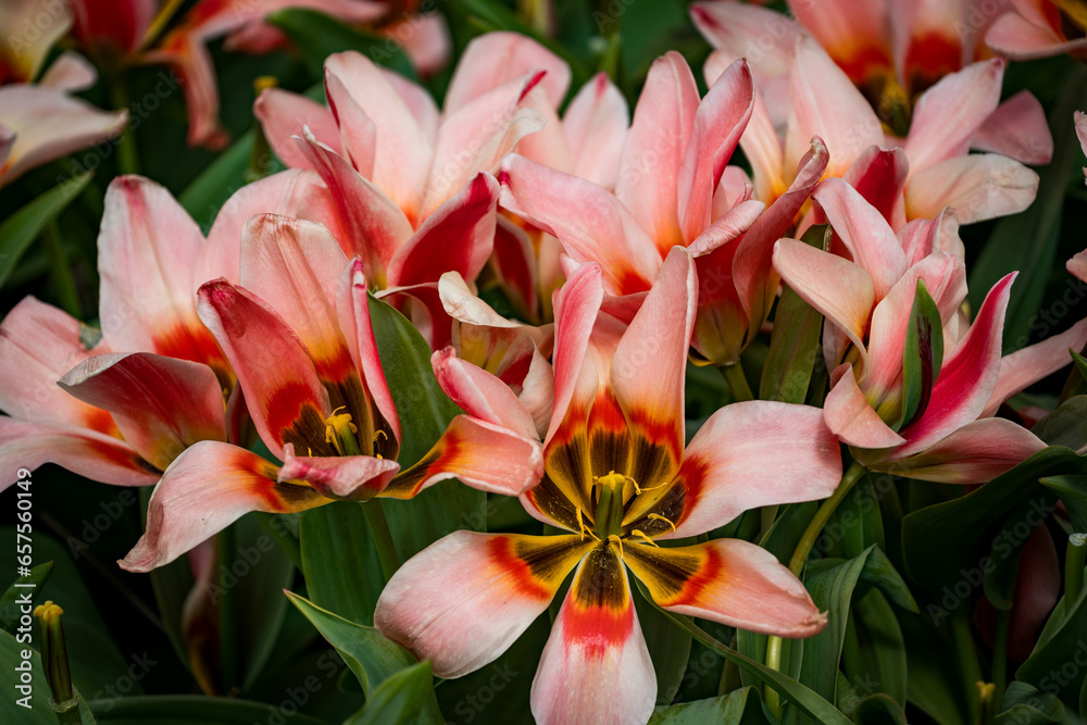 colorful flowers in the garden in spring colorful flowers in the garden in spring