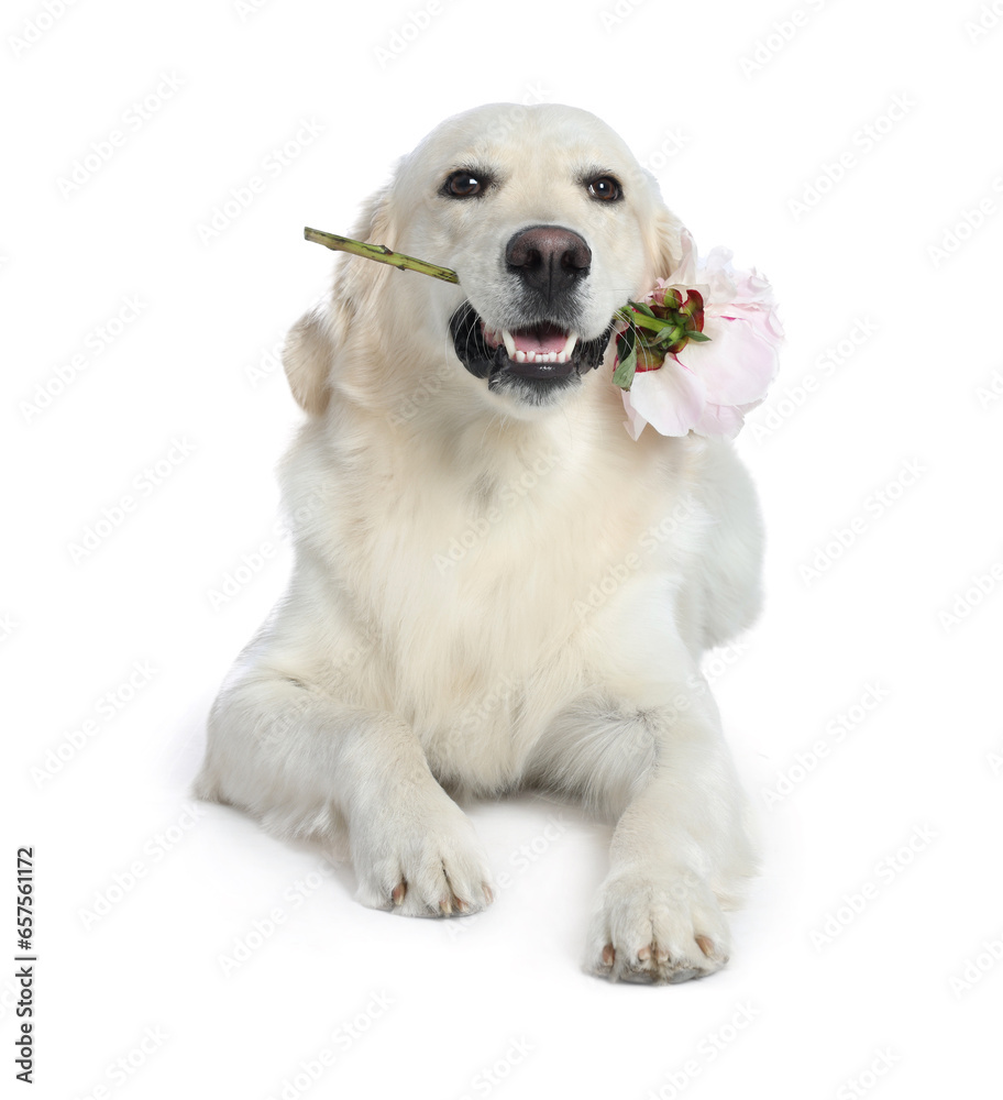 Cute Labrador Retriever with beautiful peony flower on white background Cute Labrador Retriever with beautiful peony flower on white background