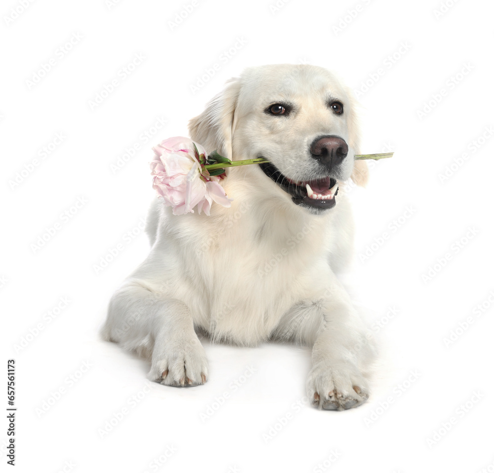 Cute Labrador Retriever with beautiful peony flower on white background