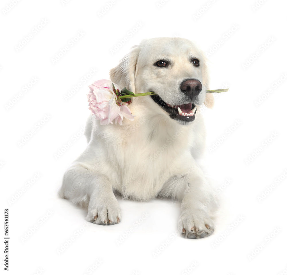 Cute Labrador Retriever with beautiful peony flower on white background Cute Labrador Retriever with beautiful peony flower on white background