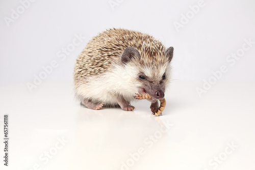 An African hedgehog on a white background eats a larva. Atelerix