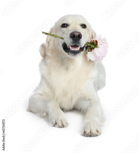 Cute Labrador Retriever with beautiful peony flower on white background