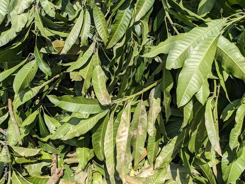 Appearance of a Kueni tree (Mangifera odorata) branch along with dense leaves photo