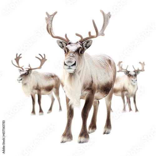 Reindeer Figures isolated on white background
