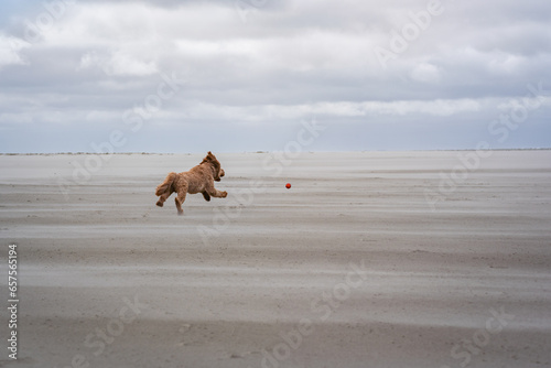 dog playing fetching the ball on beach of schiermonnikoog photo