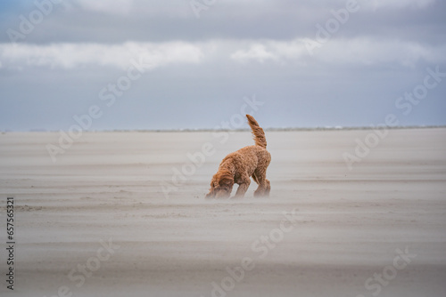 dog playing on the beach at schiermonnikoog photo