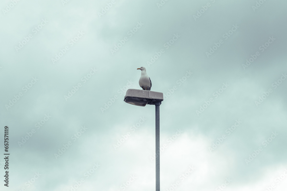 Mouette blanche posé sur un lampadaire de ville devant un ciel nuageux en plein jour