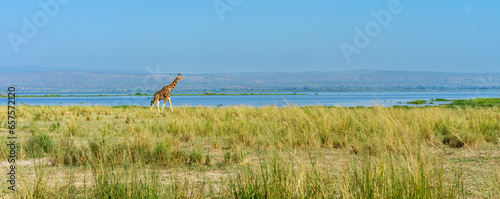 Giraffe in Murchison Falls National Park. Uganda 