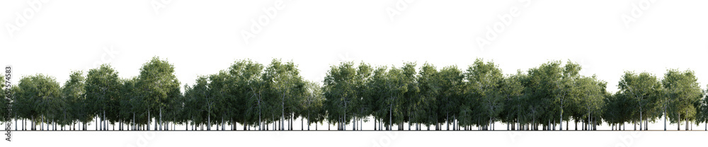 Valokuva isolated deciduous tree, best use for background