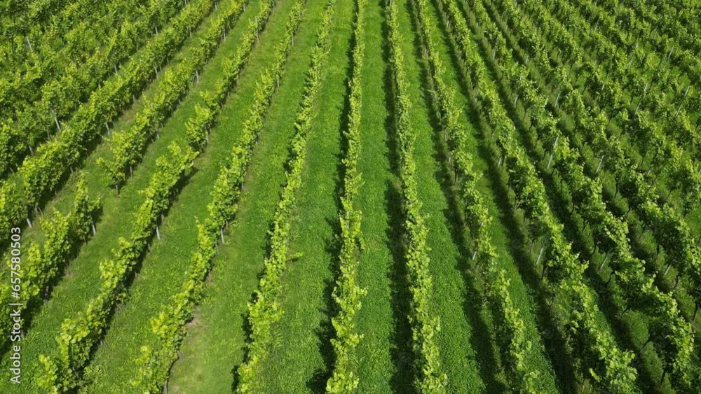 Drone shot moving forward looking down at rows of vines in English vineyard near Albury Surrey UK on a sunny August day Drone shot moving forward looking down at rows of vines in English vineyard near Albury Surrey UK on a sunny August day