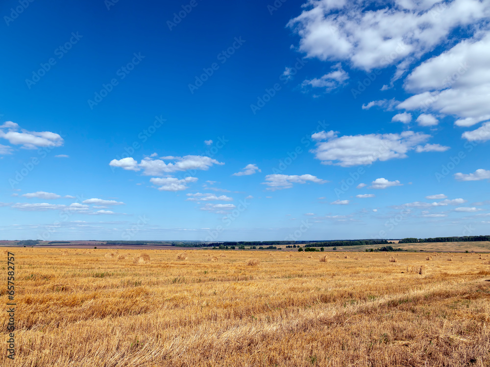 Yellow grain ready for harvest growing in a farm field