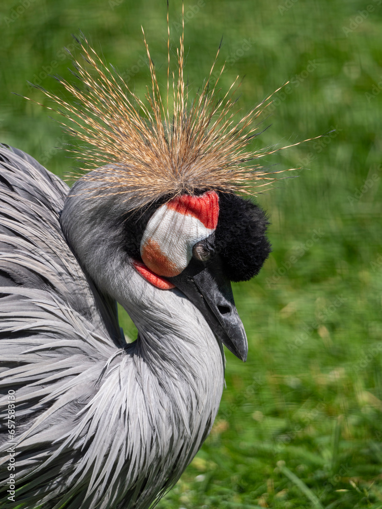 Fototapeta premium eautiful bird, Grey Crowned Crane with blue eye and red wattle