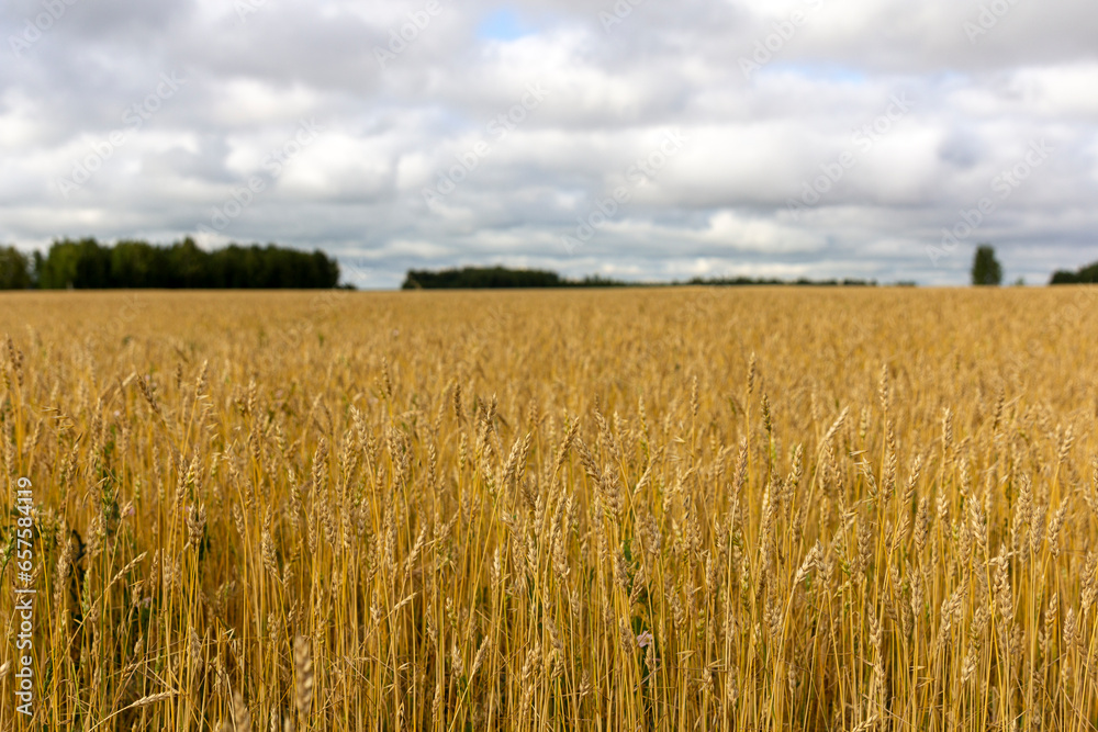 Yellow grain ready for harvest growing in a farm field