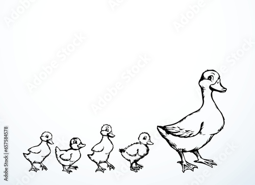 Mother duck with ducklings. Vector outline drawing