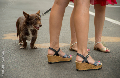 passeggiata estiva con cane  © antasfoto