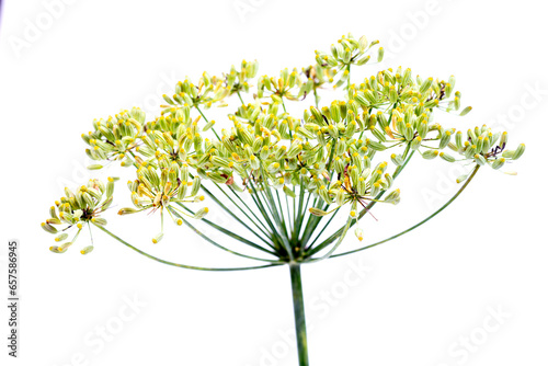 Bunch of fresh dill with flower isolated on white background. Kitchen and medicinal herbs