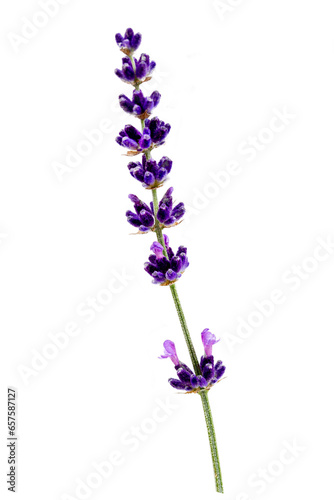 Lavender flowers isolated. Bunch of lavender on white. Set on white background.