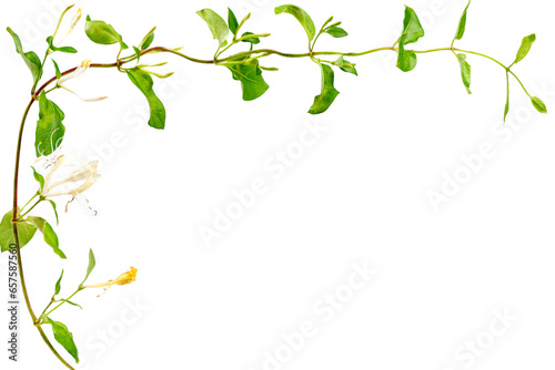 Lonicera japonica, known as Japanese honeysuckle and golden-and-silver honeysuckle isolated on a white background.space for your text photo