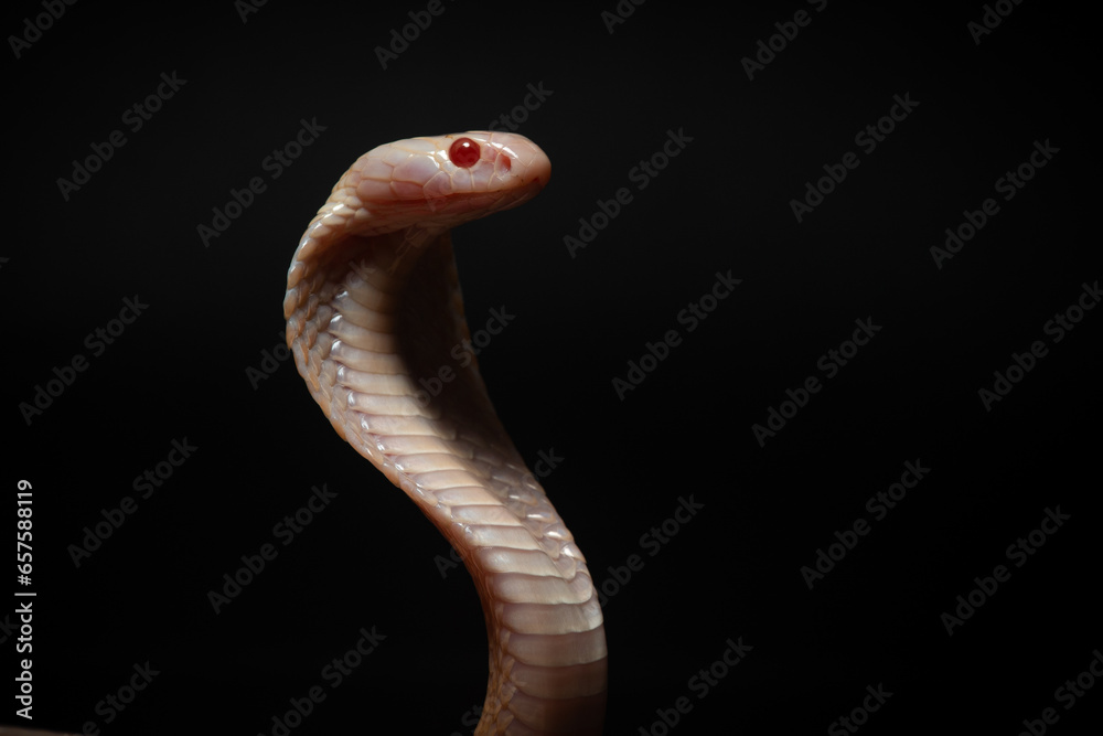 Fototapeta premium close up of standing albino javan spitting cobra, naja sputatrix, solid black background