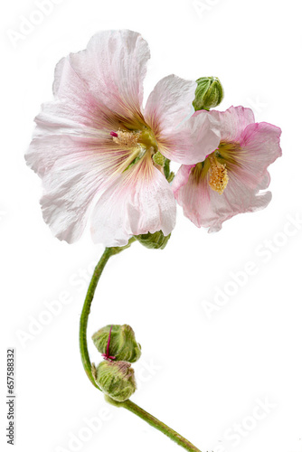 Beautiful fresh pink hollyhock flower bunch isolated on white background with clipping path photo