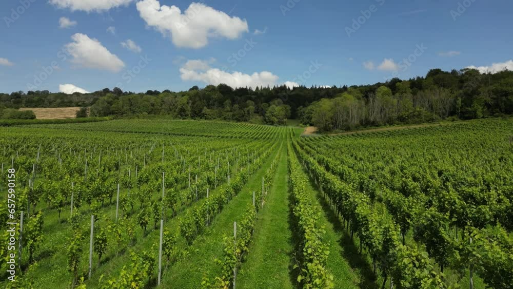 Mid-level drone shot tracking forward over English vineyard near Albury Surrey UK on a sunny August day Mid-level drone shot tracking forward over English vineyard near Albury Surrey UK on a sunny August day