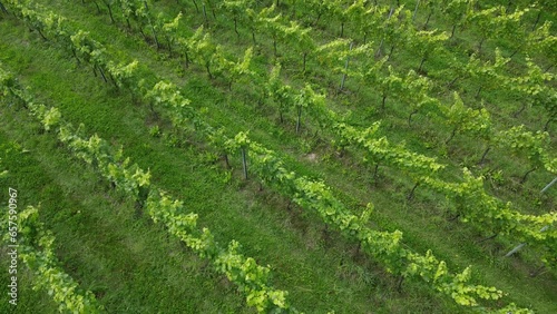 Low-level drone shot moving forwards over diagoonal rows of vines in English vineyard near Albury Surrey UK on a sunny August day